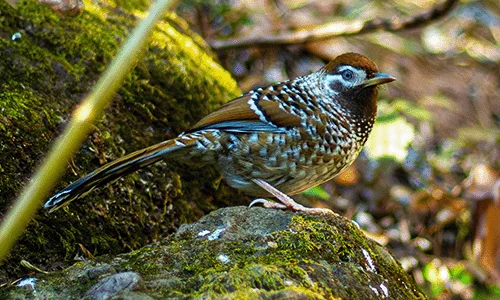 Endemic Yunnan bird perched on mossy forest rock