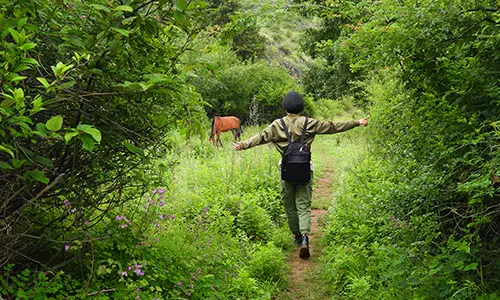 Peaceful forest walk