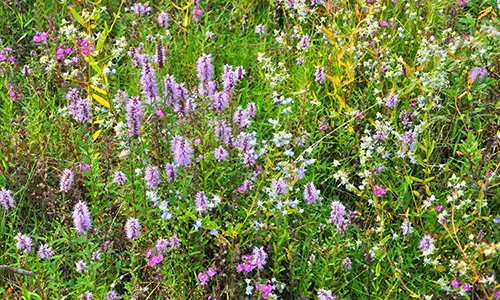 Secret garden of wildflowers
