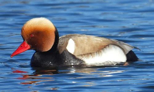 Lashi Wetland Nature Reserve wildlife