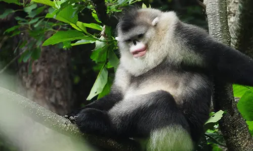 Yunnan Snub-nosed Monkey
