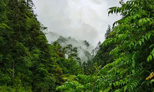 Lush green forested mountains shrouded in thick white mist
