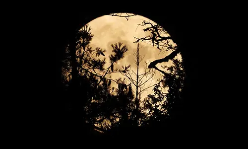 Primeval forest night walk